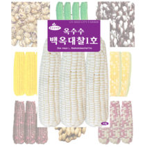 옥수수 콩 씨앗 모음, 팥 30g