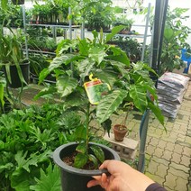 45~70cm 129 커피나무 중대품 열매식물, 1개