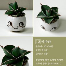 보거스플라워 미니다육이 산세베리아 스투키 정야 베이비핑거 홍미인 귀여운화분, 1개, 티아라