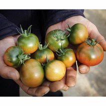 대저 짭짤이토마토(로얄급)로 선별된 2.5kg 1박스 [못난이토마토/ 정품토마토], [정품] 짭짤이로얄급 2.5KG