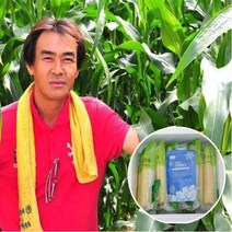 괴산대학찰옥수수 옥수수, 15개 1박스, 진공포장 찐옥수수