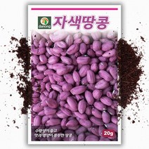 자색 땅콩씨앗 (20g), 1개