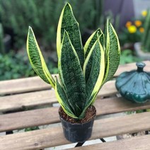 서비내 산세베리아 슈퍼바 중형 높이 약 35cm농장직영 공기정화식물 농장직영 미세먼지 제거