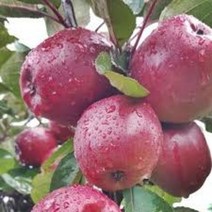 기둥사과나무 묘목 접목 1년 2주 묶음, 특묘