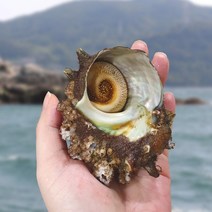 거제 통영 자연산 뿔소라 1kg, 뿔소라 5kg, 1개