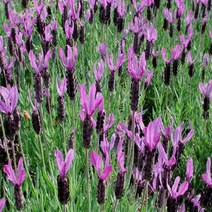 모종/허브 프렌치라벤더/포트묘(10cm)/3개 KJ1284, 3개