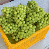 [프리미엄] 농가직송! 당일수확 신선한 고당도 샤인머스켓, 6kg(3키로 두박스)
