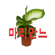 (성실농원A)마리안느(디펜바키아) 화분(소) 4그루
