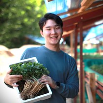 청춘농원 산양새싹인삼, 1개, 소80개