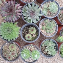 인플랜츠팜 바위솔6종 월동가능 랜덤발송 중복없이 공기정화식물 반려식물