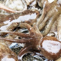 [착한어부] 국내산 주꾸미 1kg (생물), 상세 설명 참조