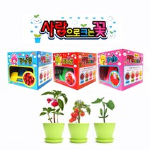 텃밭세트 꽃심기 꽃화분 사랑으로 크는꽃 선택가능(토마토키우기 강낭콩키우기 봉선화꽃키우기), 3개입(토마토+강낭콩+봉선화)