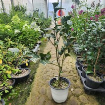 번천실락동백 무늬잎사귀 희귀동백 한정수량판매, 1개