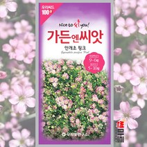 안개초 핑크 씨앗 100립 / 일년생 야생화 봄 가을 꽃 꽃씨 몰 종자