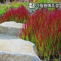 억새 그라스 가림원예조경, 홍띠 3치포트(10개묶음), 1개