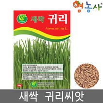새싹 귀리 씨앗 50g, 단품