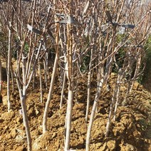 묘목 복숭아(백도) 서왕모 특묘목 1주-72394EA, 본상품선택, 1개