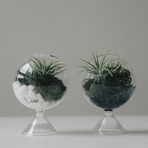 이오난사 유리볼스탠드 테라리움세트, 이오난사(1p)+스칸디아모스+회색돌