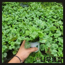 (나무농장) 휴케라 페퍼민트 포트