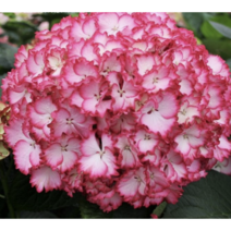 봄바람가든 수입수국 매지컬포시즌수국 칼라드림 2L포트 꼼꼼한포장 화려한수국 원예수국 노지월동수국 정원수국