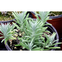 보람농자재 잉글리쉬라벤더모종, 잉글리쉬라벤더모종*3개