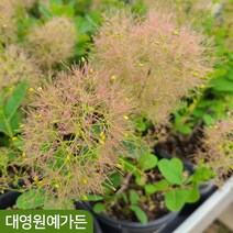 안개나무 4종 자엽안개 왜성종 스모크트리, 01. 로얄퍼플(자엽) P200포트