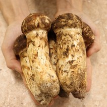 23년산 국내산 송이 향이진한 자연산 송이버섯 500g 1kg, 국산 송이버섯 선물용 상품 500g
