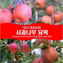 사과나무 묘목2년생(접목1년) 경산대경농원 미야마(미얀마)후지/미시마후지/양광/홍로/감홍/홍옥/미야비/아리수/아오리 [각종 묘목/조경수/약용식물 다량보유], 홍옥, 상묘