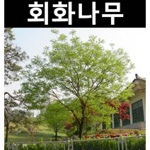 회화나무 실생2년(뿌리) 5개/나무 묘목/활엽수/정원용
