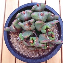 축전 키우기 쉬운 거실 다육 화분100 랜덤발송