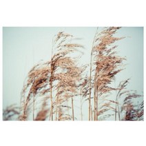 갈대 감상 100x73cm 액자/ 기분좋은 까페소품 호텔, 선택사항_알루미늄 (화이트)