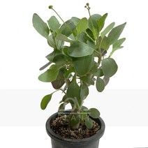 [꽃사랑식물나라] 오투나트카타페라리 다육이 공기정화식물 식물키우기 화분