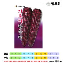 헬프팜 자홍찰옥수수 600g 종자 씨앗 동원농산종묘
