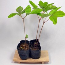 골드씨드 작약 4치 포트 노지월동식물 다년생식물 야생화 지피식물 꽃피는 야생화, 1개