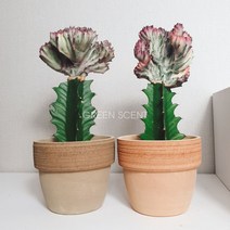 춘봉철화 미니다육이화분 핑크빛선인장, 팽이살구소보로14, 1개