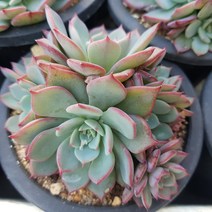 [해뜰다육] 아우렌시스(군생) 다육식물 선인장