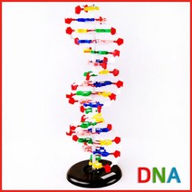 20x60cm 이중나선 구조 DNA 염기배열 모형 방과후 결정학 초등학생 체험 실험도구 기자재 3D 분자