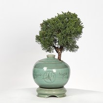 향나무 진백분재(상견례추천), 1개