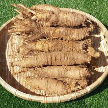 강원도더덕 햇더덕 흙더덕 (특/상/중), 구이/담금주용 특더덕 1kg, 1개