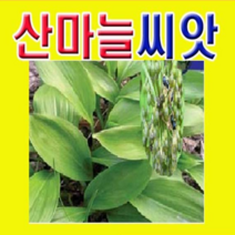 (W소망)산마늘씨앗(10g 약800립)