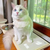 [펫502] 고양이 창틀 캣타워 창문 해먹 캣워크 사각형 타원형 2TYPE, [사각] 창틀캣타워 대형, 아이보리