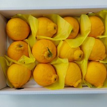 고당도 제주 한라봉 천혜향 (2kg / 3kg / 5kg) (가정용/선물용) 골라담기 (업체별도, (선물용) 천혜향 5kg 특대 (11-1