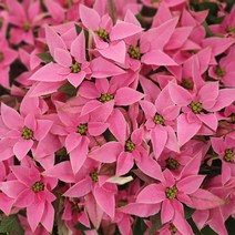 20개 식물도매 대량구매 포인세티아 핑크 분홍색 소품 10~30cm 39