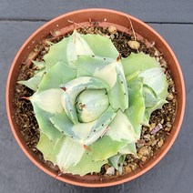 꽃다리 왕비뇌신금 99 다육식물 선인장 아이만배송
