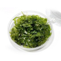 [미미네아쿠아]물미역 모스 음성수초 1통 (7cm), 단일속성