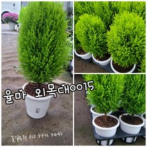 율마 외목대 015 신상품 랜덤 공기정화식물/미세먼지/공기정화효과 공기정화식물