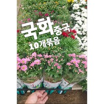 가을국화-중국-10개묶음/이왕이면 큰꽃잎이 갑이죠