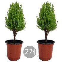 트리앤 1+1 외목대 핫도그율마(모종) 외가지 율마 일반율마 희귀식물 이탈리안 싸이플러스 모종 아토피예방 특이식물, 02. 1+1 외목대 율마(소) 1개