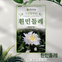 다농 흰민들레씨앗 100립 약용작물 꽃씨 종자 파종, 한결나은 흰민들레 100립
