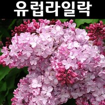신품종 유럽라일락(에스더스텔리) 접목1년(뿌리) 1개/나무 묘목/조경/관상수